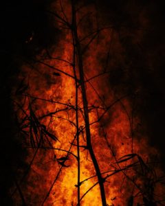 Burning wildfire